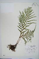 藏品(達邊蕨)的圖片