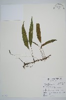 藏品(單葉雙蓋蕨)的圖片