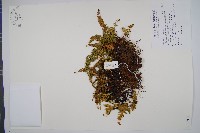 藏品(闊片烏蕨)的圖片