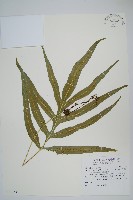 藏品(大線蕨)的圖片
