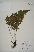 藏品(愛德氏肋毛蕨)的圖片