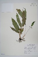 藏品(頂芽新月蕨)的圖片