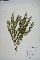 藏品(攀緣陵齒蕨、攀緣鱗始蕨)的圖片