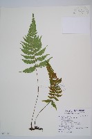 藏品(假蹄蓋蕨、東洋蹄蓋蕨)的圖片