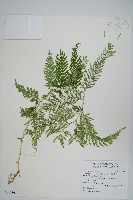 藏品(全緣卷柏)的圖片