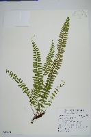 藏品(攀緣陵齒蕨、攀緣鱗始蕨)的圖片