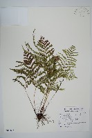 藏品(達邊蕨)的圖片