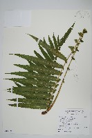 藏品(蘭嶼大葉毛蕨、蘭嶼圓脈蕨)的圖片