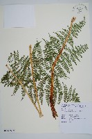 藏品(魚鱗蕨)的圖片