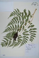 藏品(長苞雙蓋蕨、鱗柄雙蓋蕨)的圖片