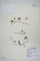 藏品(抱樹蕨、伏石蕨)的圖片