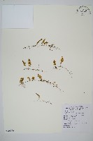 藏品(萊氏蕗蕨)的圖片