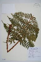 藏品(逆鱗鱗毛蕨)的圖片