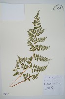 藏品(上先型鱗毛蕨、玉山假複葉耳蕨)的圖片