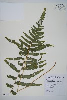 藏品(臺北鱗蓋蕨)的圖片