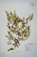 藏品(熱帶瓶蕨)的圖片