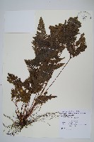 藏品(翅柄鳳尾蕨)的圖片