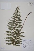 藏品(川上氏肋毛蕨)的圖片