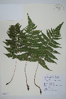 藏品(阿里山蹄蓋蕨)的圖片