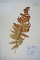 藏品(瓦氏鱗毛蕨)的圖片