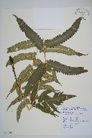 藏品(史氏鱗毛蕨)的圖片