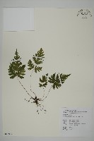 藏品(薄葉三叉蕨)的圖片