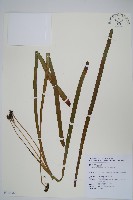 藏品(垂葉書帶蕨)的圖片