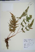 藏品(天草鳳尾蕨)的圖片