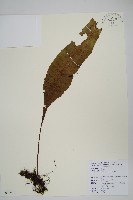 藏品(斷線蕨)的圖片