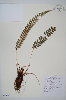 藏品(軟骨耳蕨)的圖片