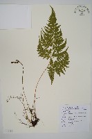 藏品(毛苞擬複葉耳蕨)的圖片