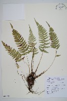 藏品(馬祖耳蕨)的圖片