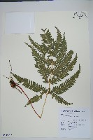 藏品(紅柄鳳尾蕨)的圖片