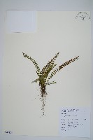 藏品(鐵角蕨)的圖片