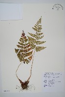 藏品(阿里山鱗毛蕨)的圖片