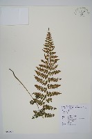 藏品(生芽蹄蓋蕨)的圖片