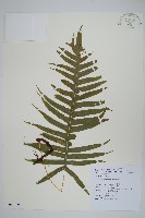 藏品(阿里山水龍骨)的圖片