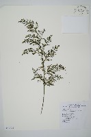 藏品(大葉瓶蕨)的圖片