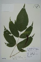 藏品(南投三叉蕨)的圖片