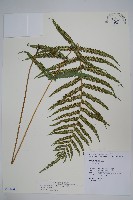 藏品(毛蕨)的圖片