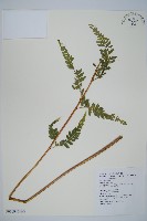 藏品(毛囊鱗蓋蕨)的圖片