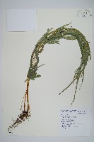 藏品(城戶氏鳳尾蕨)的圖片