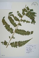 藏品(深山雙蓋蕨)的圖片