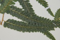 藏品(光葉鱗蓋蕨)的圖片