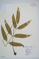 藏品(隱脈細柄雙蓋蕨)的圖片