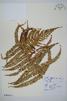 藏品(瓦氏鱗毛蕨)的圖片