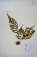 藏品(迷人鱗毛蕨、異蓋鱗毛蕨)的圖片