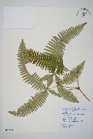 藏品(大羽芒萁)的圖片