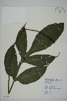 藏品(傅氏三叉蕨)的圖片