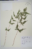 藏品(天草鳳尾蕨)的圖片